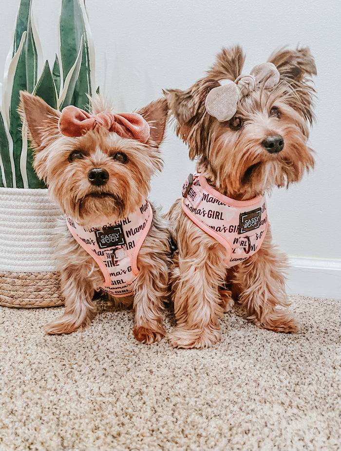 INFLUENCER_CONTENT | @LOLA_AND_NALA_THE_YORKIES | SIZE XXS, XS
