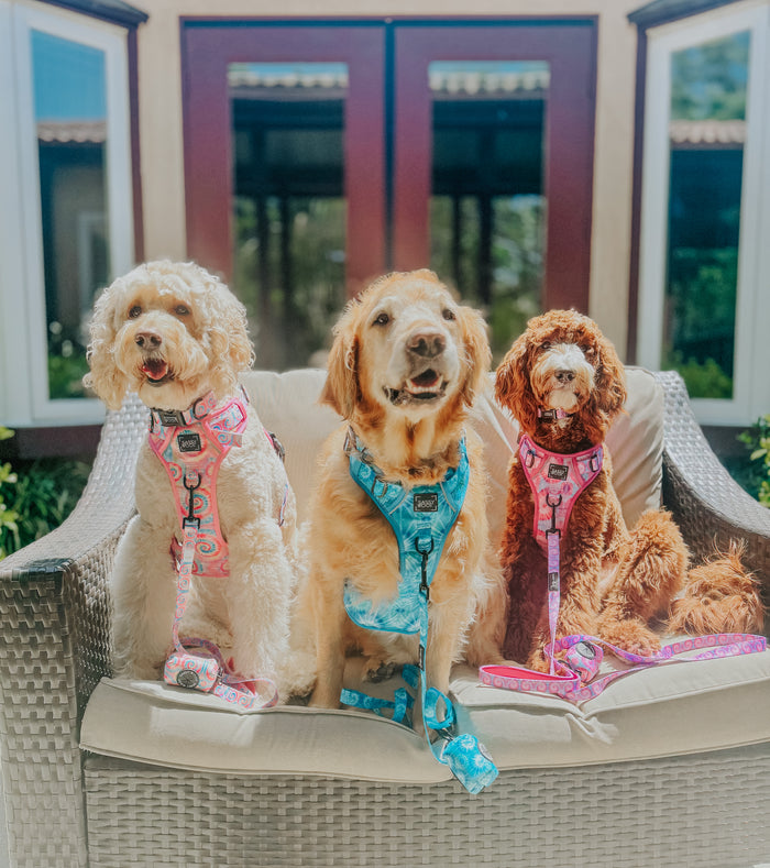 INFLUENCER_CONTENT | @LUCYLU_PAWSITIVEPUP | SIZE XL