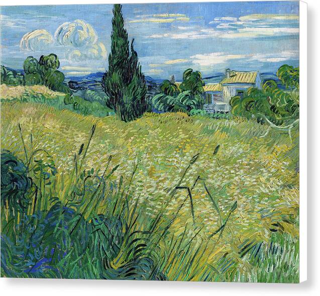 Green Wheat Field with Cypress - Canvas Print