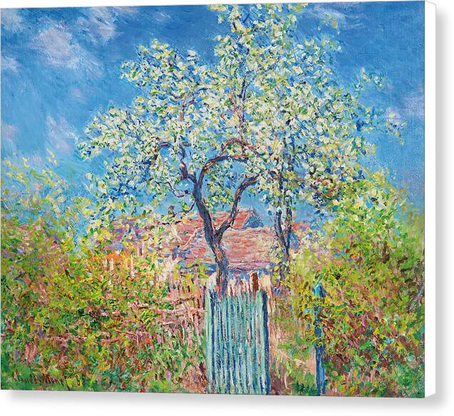 Poirier En Fleurs - Canvas Print