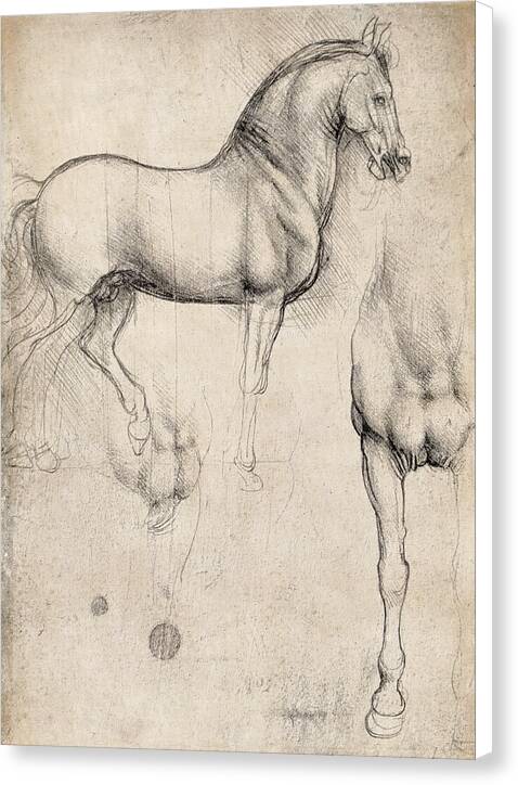 Studies of a Horse - Canvas Print