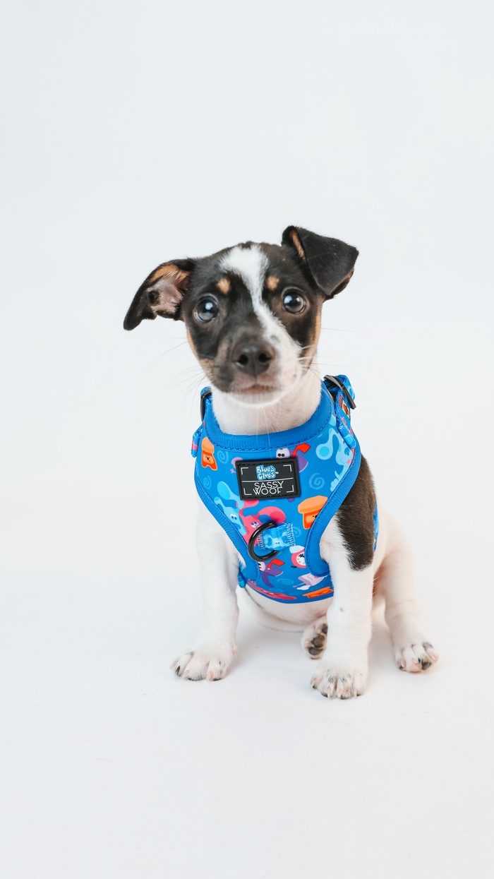 A small black and white puppy wears a bright blue Dog Adjustable Harness - Blue's Clues™ by Sassy Woof, sitting on a white background and looking at the camera with an alert expression.