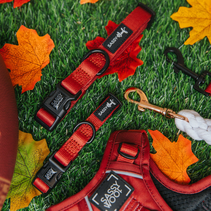 A Sassy Woof Dog Collar - Burgundy, harness, and leash are shown on green artificial grass with orange and yellow autumn leaves. A football and a white rope toy can be seen in the background.