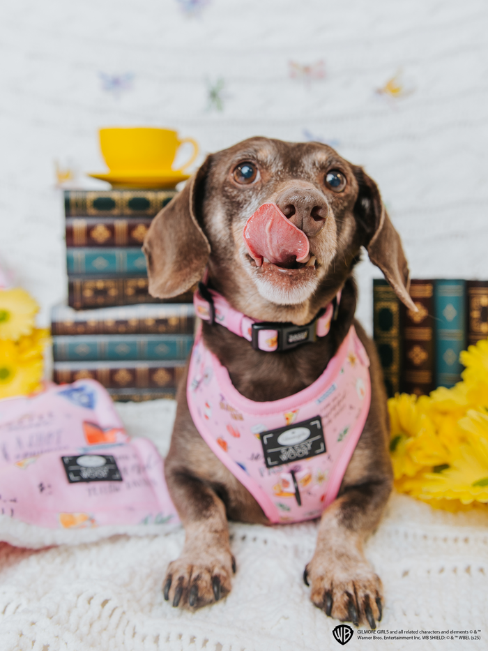 INFLUENCER_CONTENT | @WINSTONTHEDOX | SIZE S