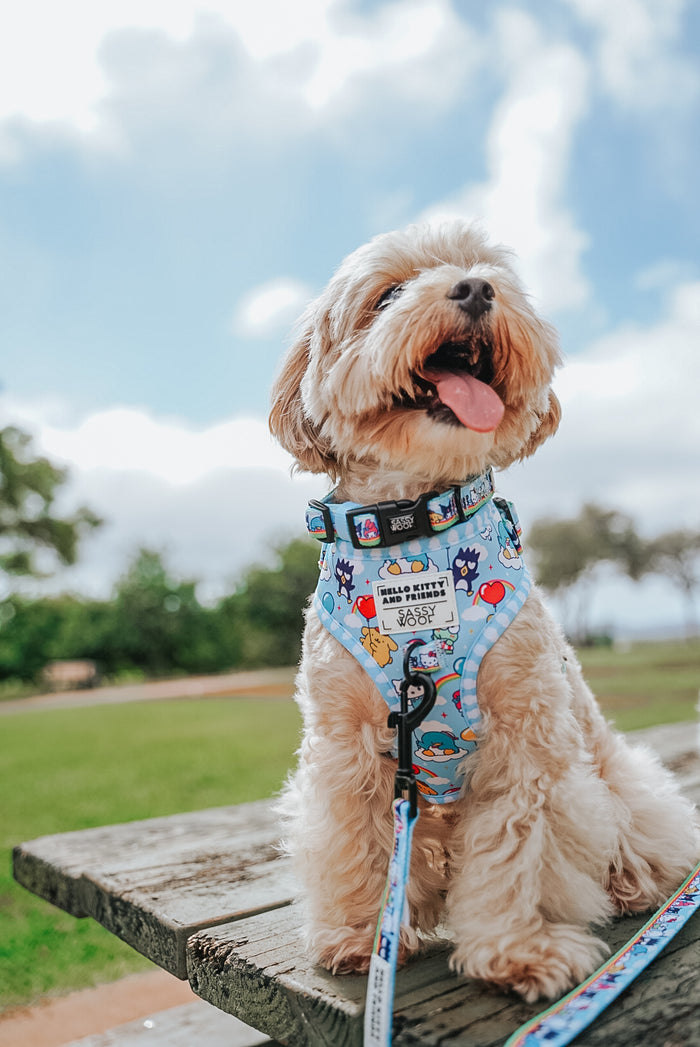 A small, fluffy dog happily sits on a wooden bench outdoors, wearing the Sassy Woof Dog Collar - Hello Kitty® & Friends In the Sky, with green grass, trees, and a blue sky in the background.