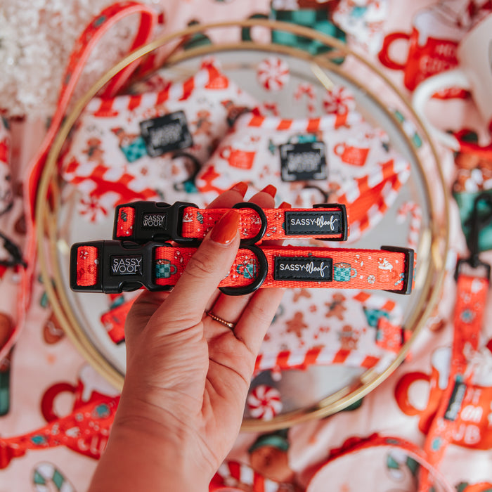 A hand holds two Sassy Woof Dog Collars from the Hot Cocoa Club, featuring adjustable festive holiday patterns, with matching collars and Christmas-themed fabrics in the background.