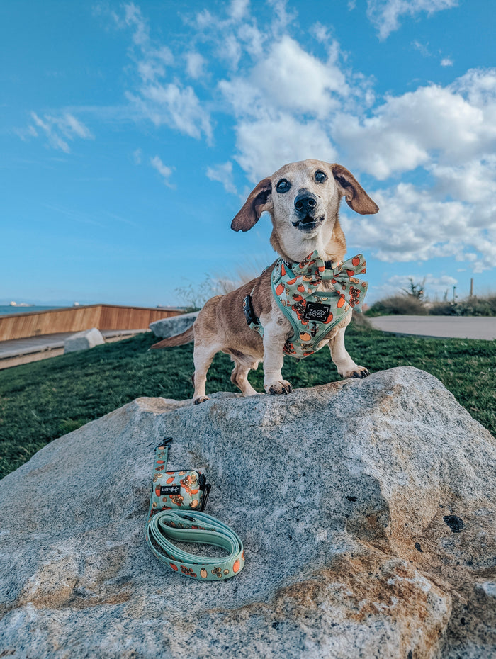 INFLUENCER_CONTENT | @KAMATIS.THE.DACHSHUND | SIZE S & XS