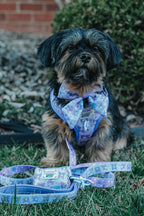 A small black and brown dog sits on grass wearing a purple Dog Sailor Bow - Kuromi™ by Sassy Woof, with a matching leash and accessory pouch in front. Bushes and a brick wall are visible in the background.