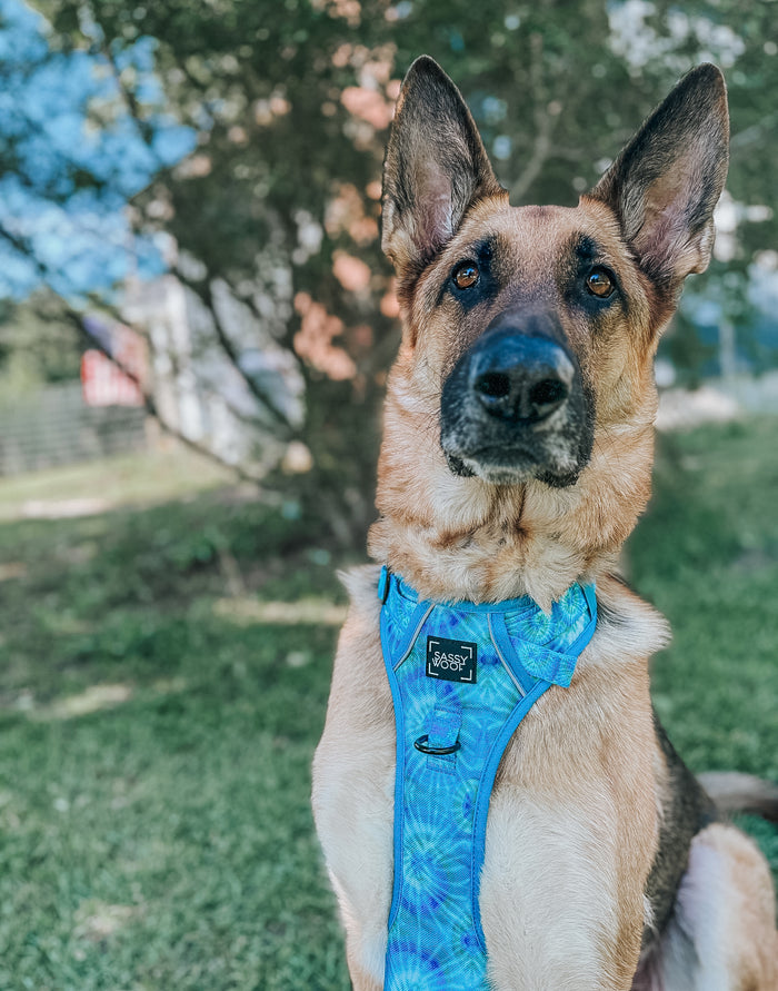 INFLUENCER_CONTENT | @KONA_AND_HONEY_THE_DOGS | SIZE XL