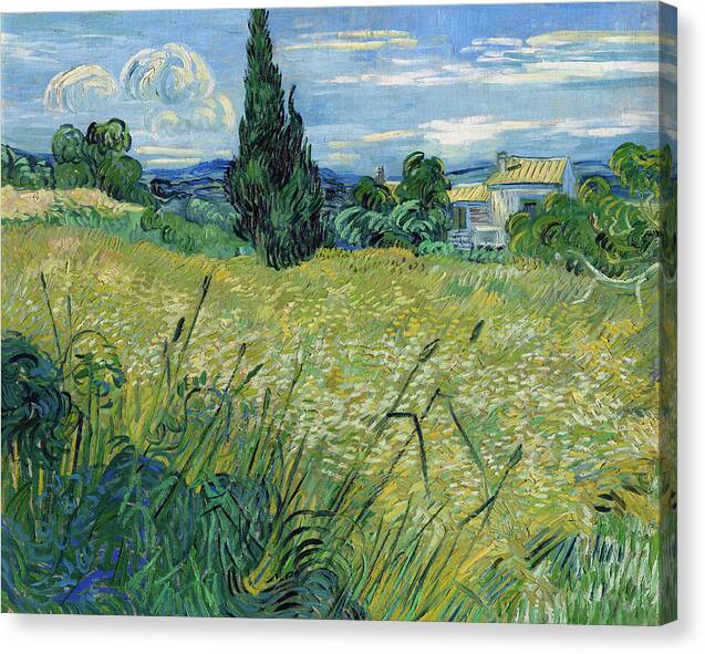 Green Wheat Field with Cypress - Canvas Print