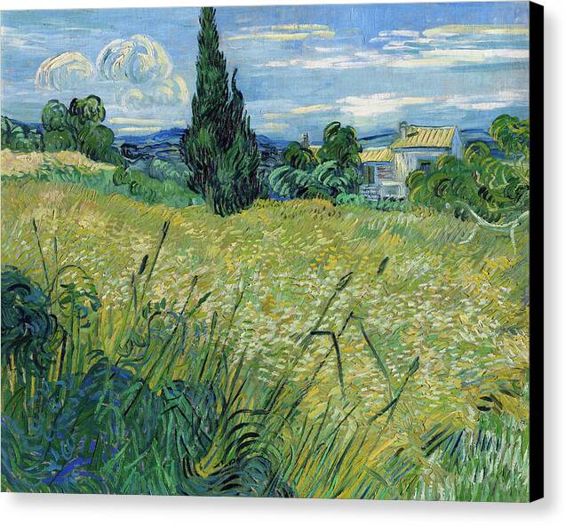 Green Wheat Field with Cypress - Canvas Print