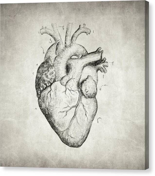Heart - Canvas Print