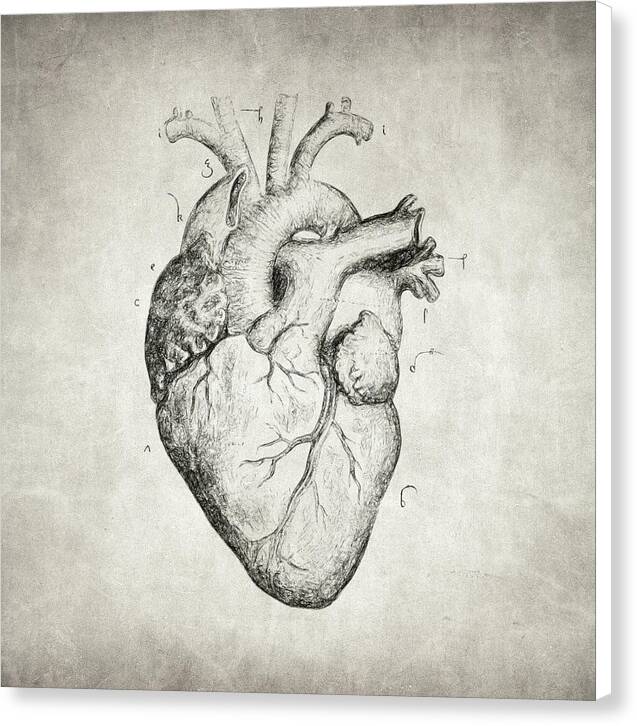 Heart - Canvas Print