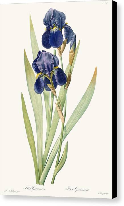 Iris Germanica - Canvas Print