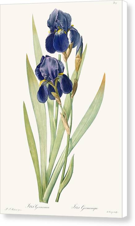 Iris Germanica - Canvas Print