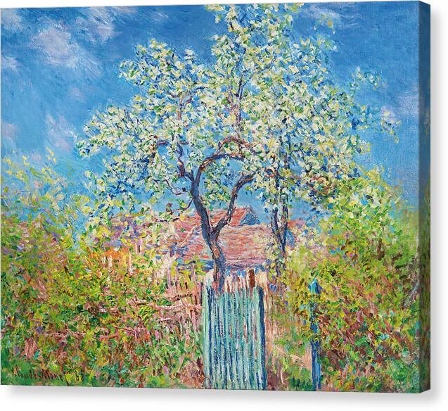 Poirier En Fleurs - Canvas Print