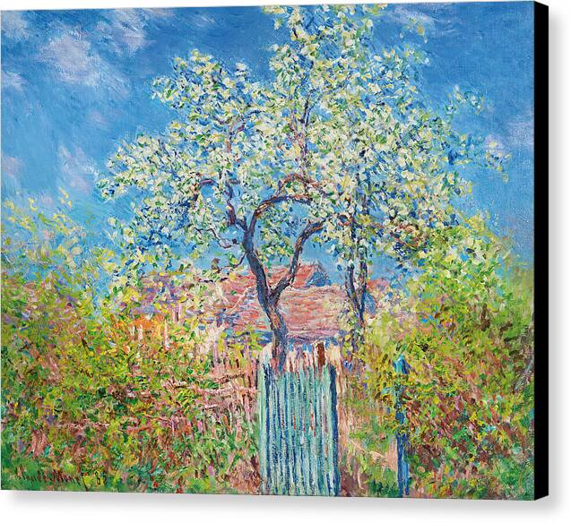 Poirier En Fleurs - Canvas Print