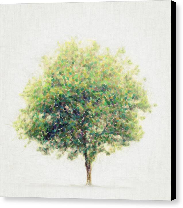 Soledad - Canvas Print