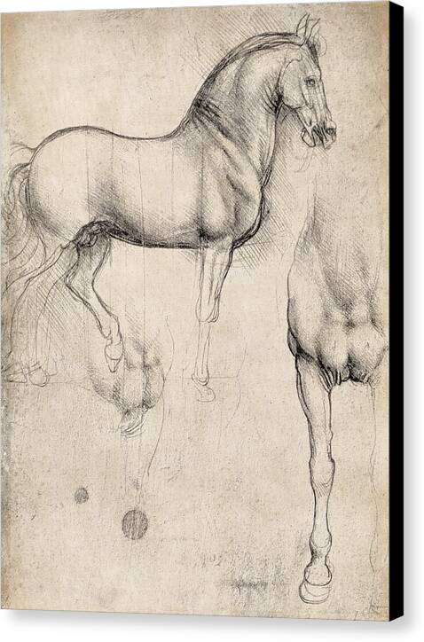 Studies of a Horse - Canvas Print