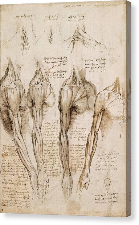 The Muscles of the Shoulder, Arm and Neck - Canvas Print