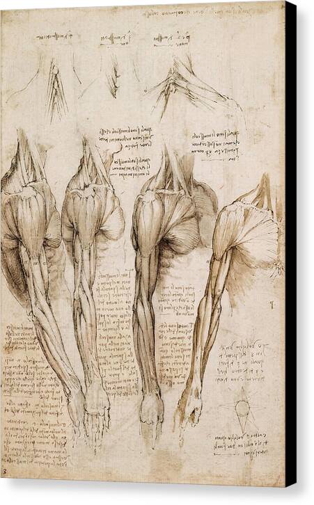 The Muscles of the Shoulder, Arm and Neck - Canvas Print