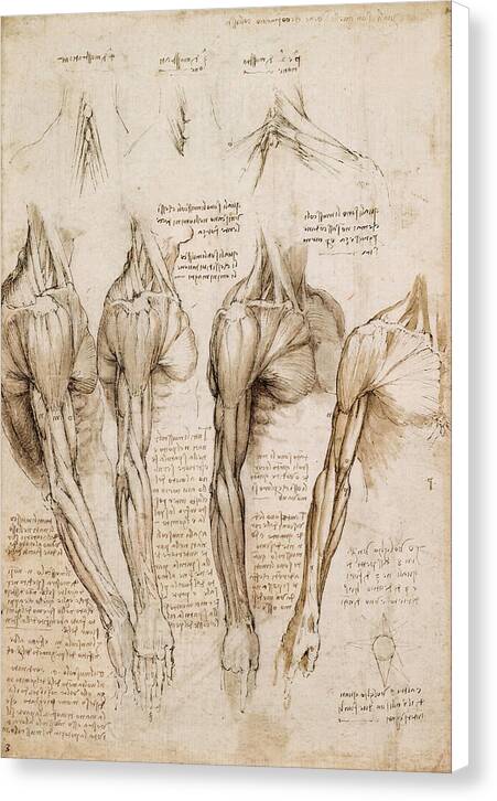 The Muscles of the Shoulder, Arm and Neck - Canvas Print