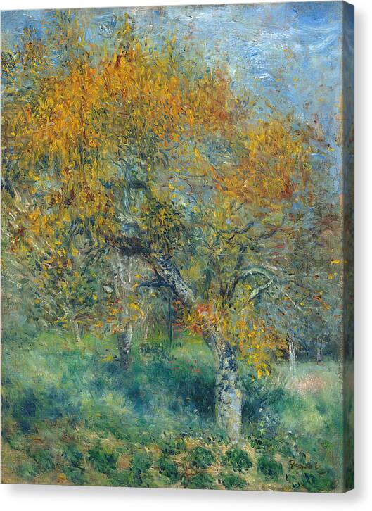 The Pear Tree - Canvas Print