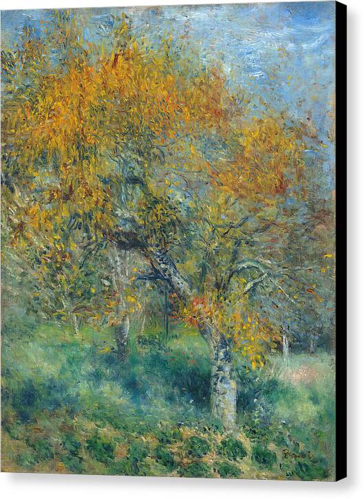The Pear Tree - Canvas Print