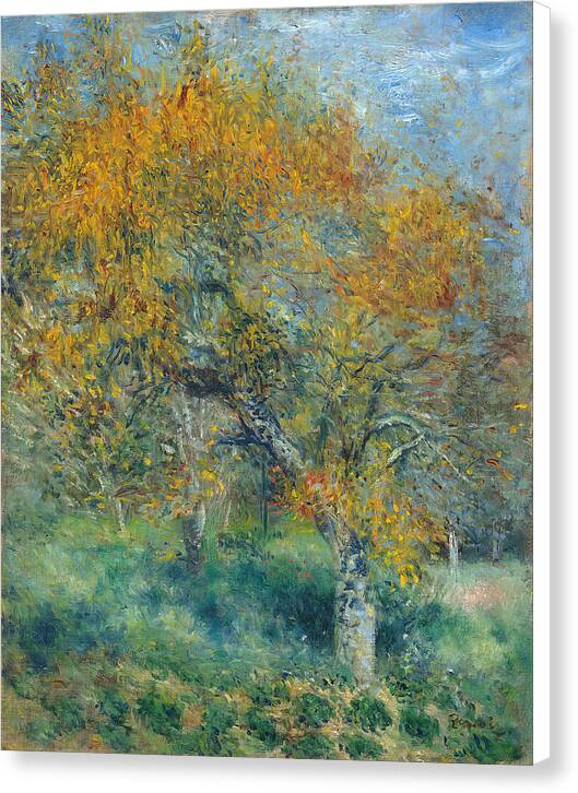 The Pear Tree - Canvas Print